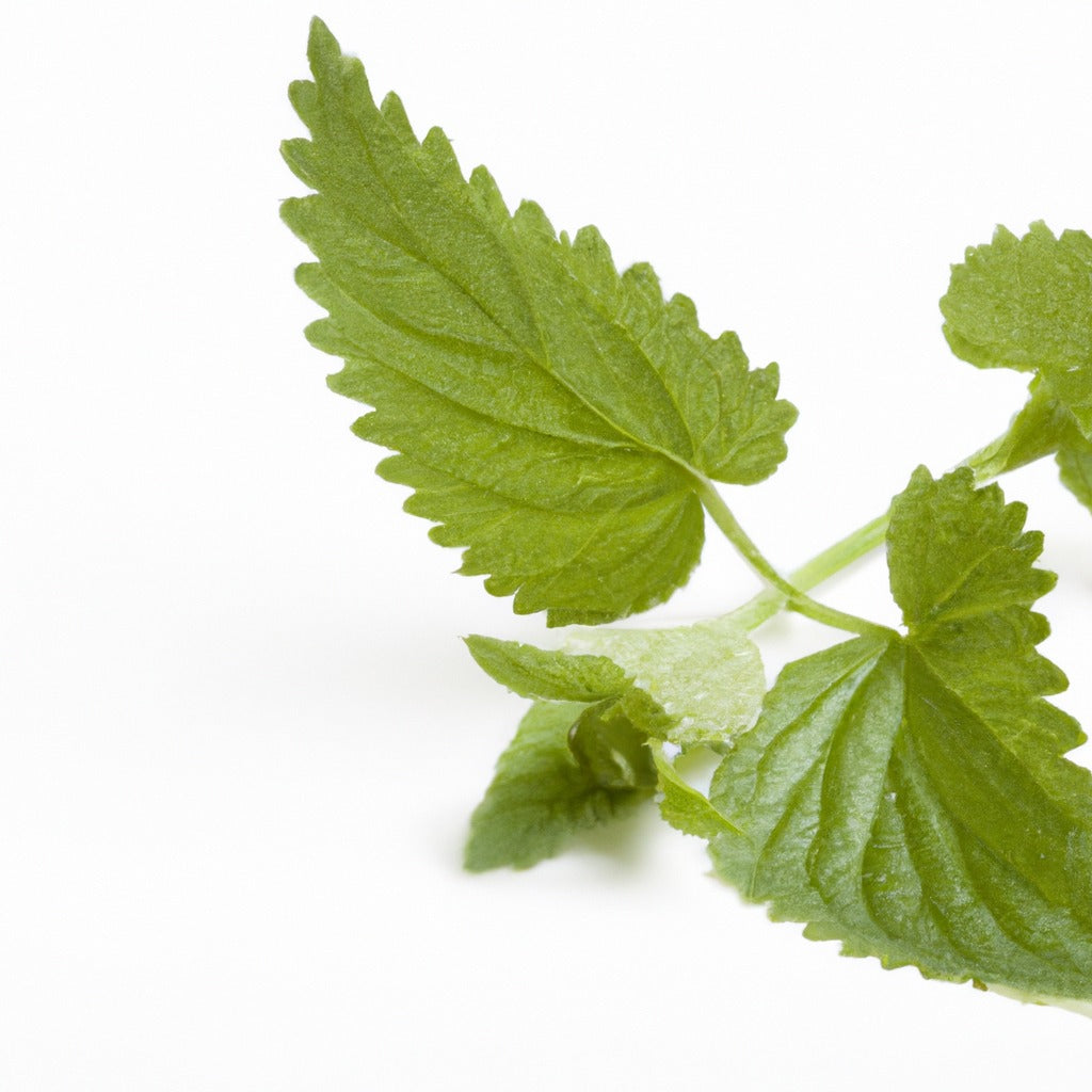 Feuilles d'ortie (Urtica dioica)